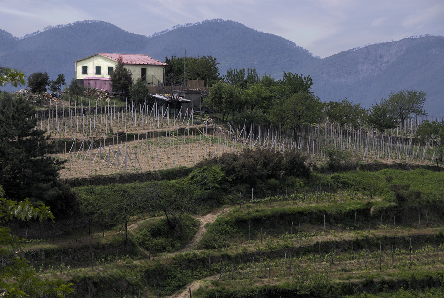 Mountainside Vineyard